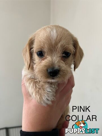 Cavoodle Cross Maltese Pups