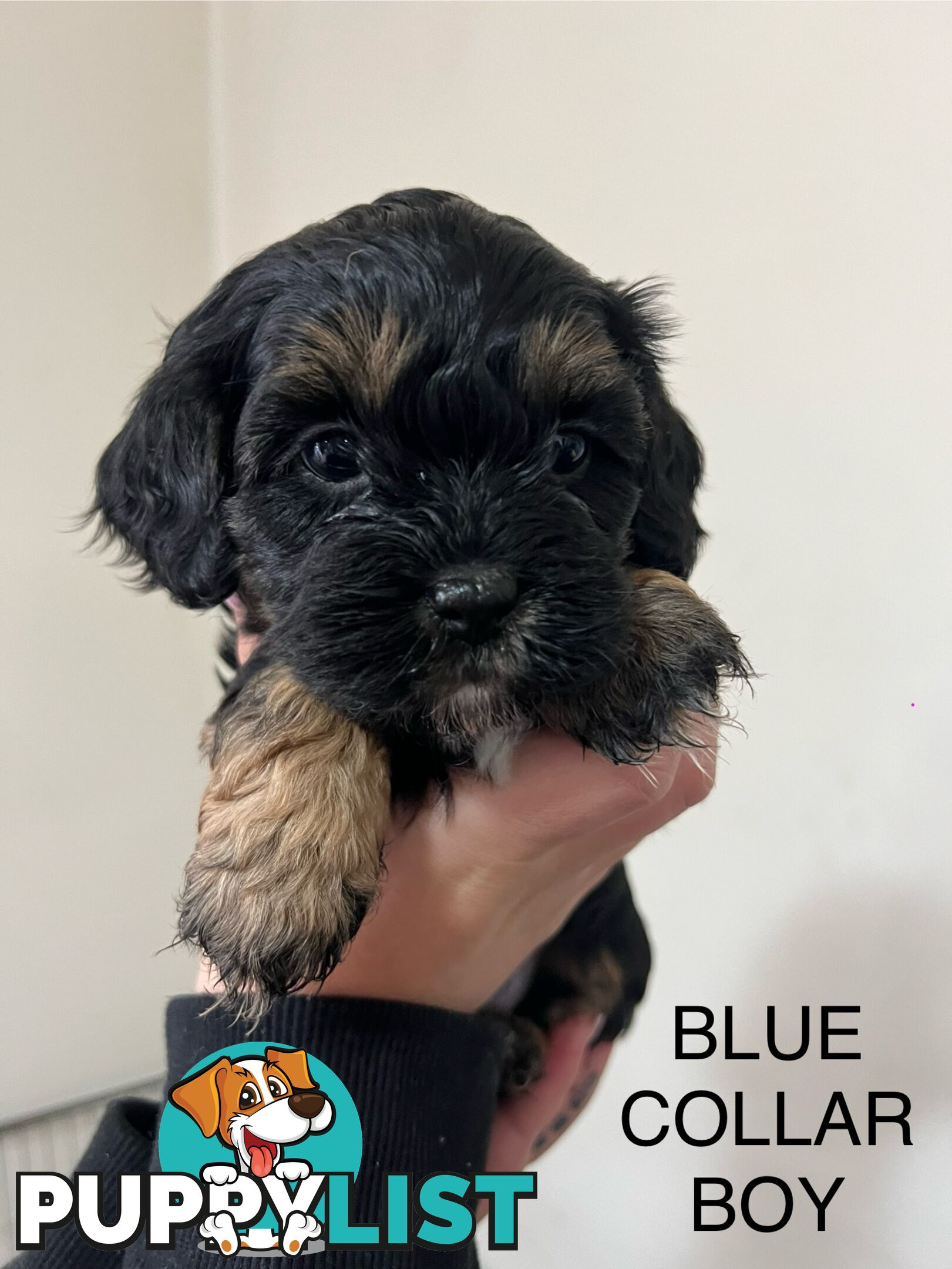 Cavoodle Cross Maltese Pups