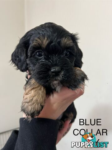 Cavoodle Cross Maltese Pups
