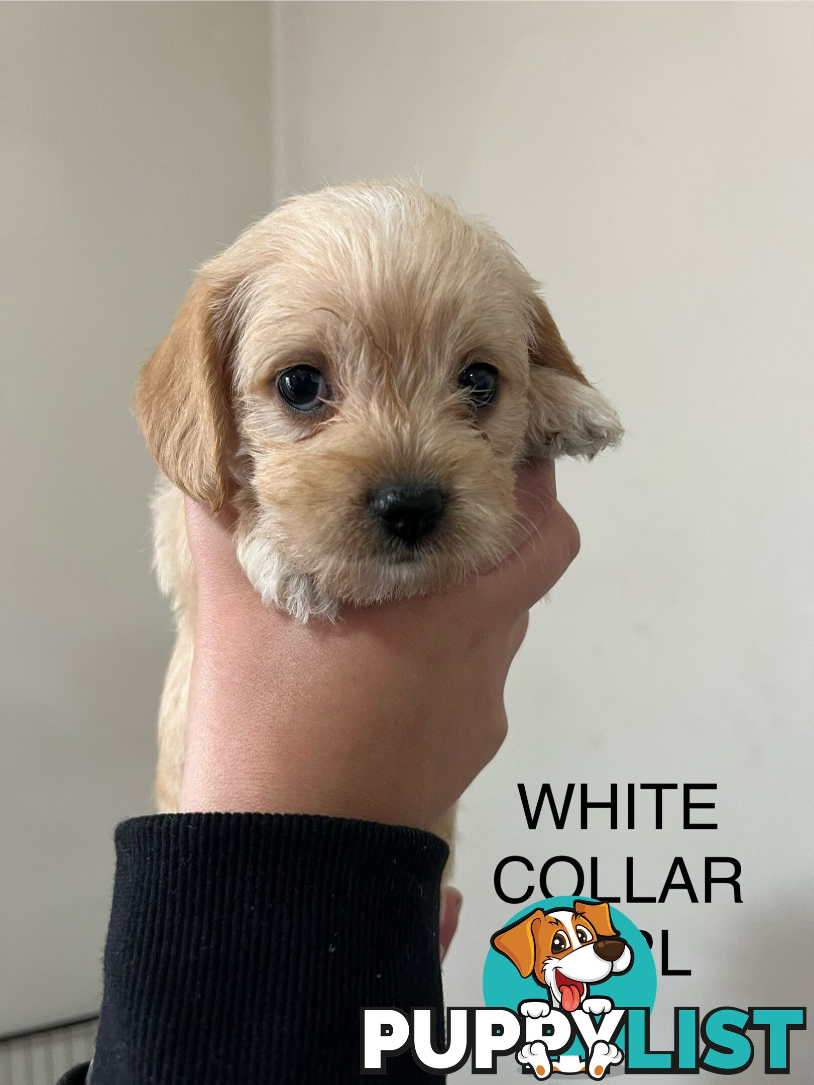 Cavoodle Cross Maltese Pups