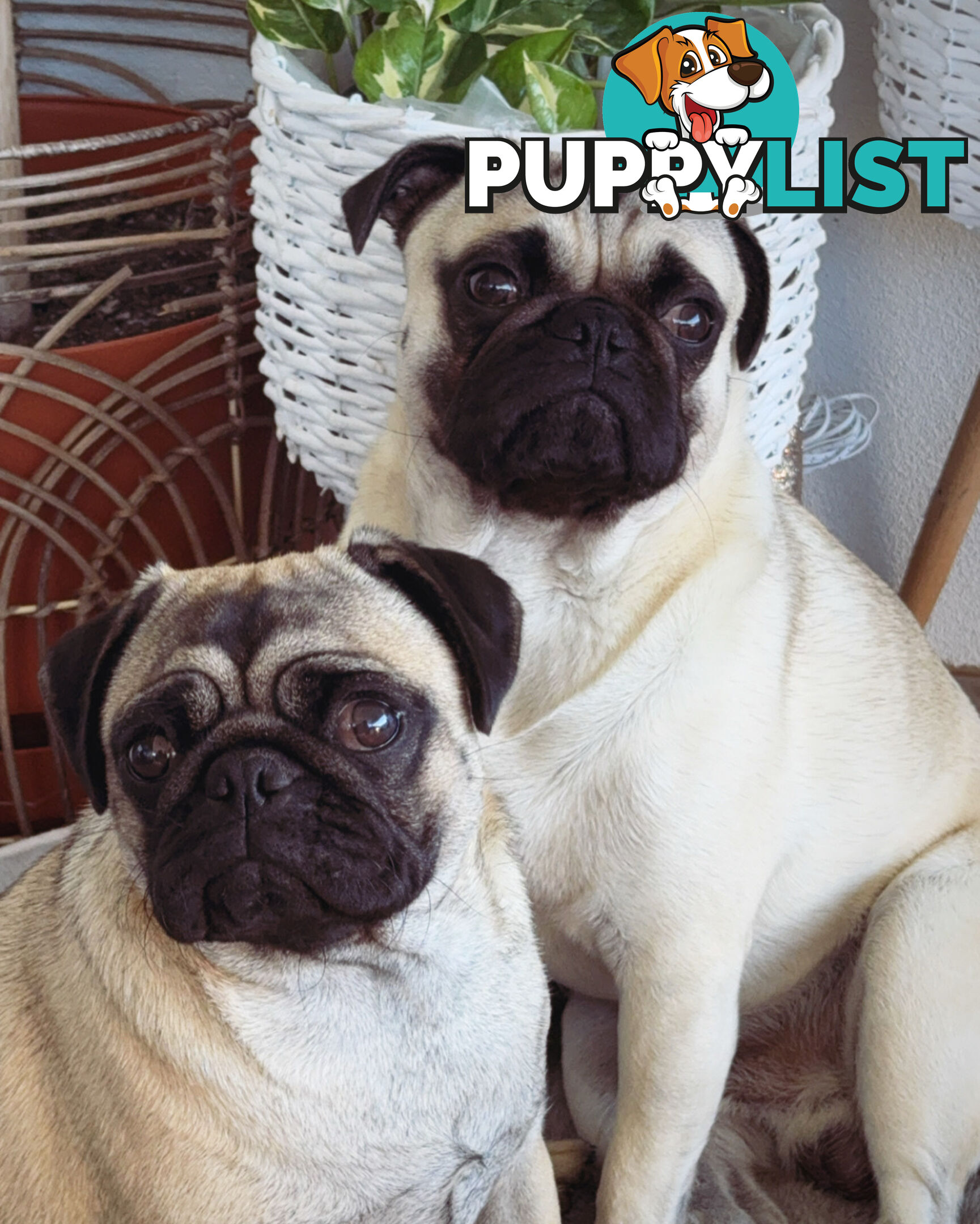 Pug Puppies