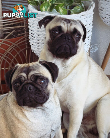 Pug Puppies