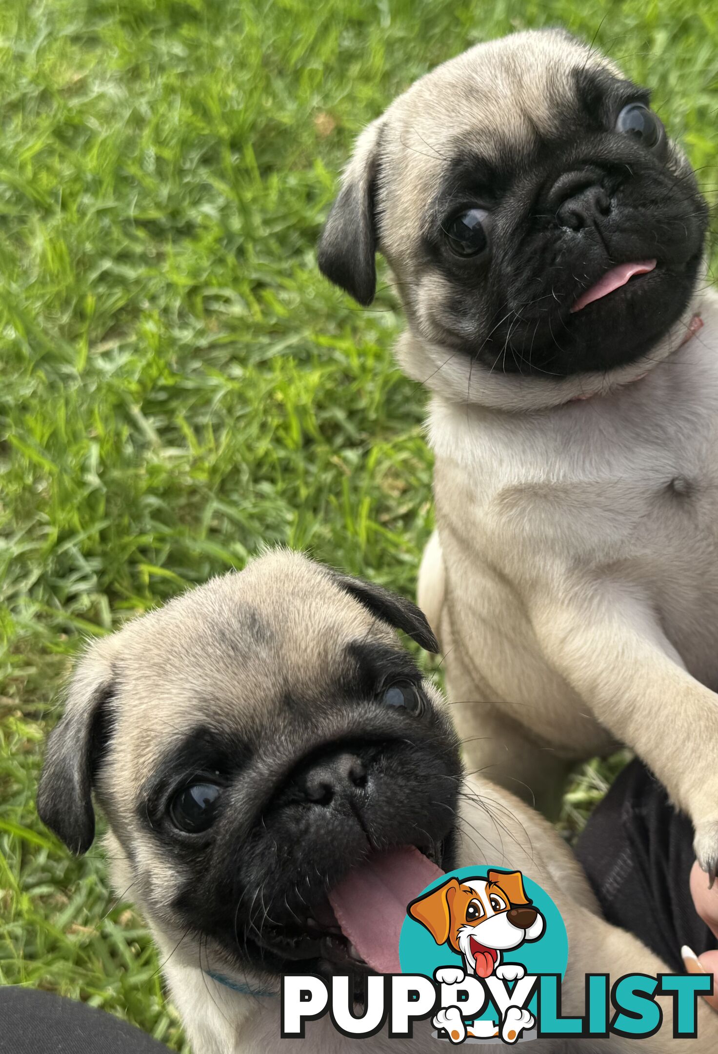 Pug Puppies