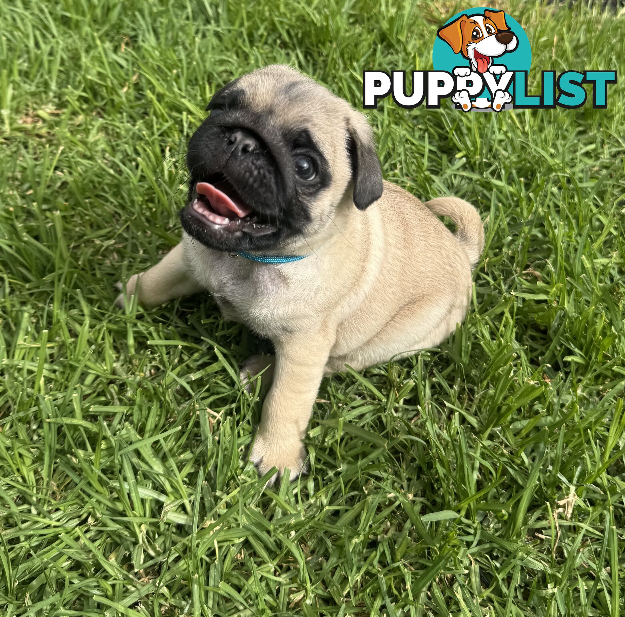 Pug Puppies