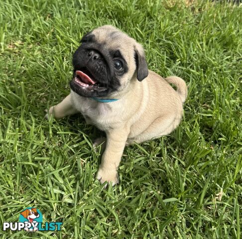 Pug Puppies