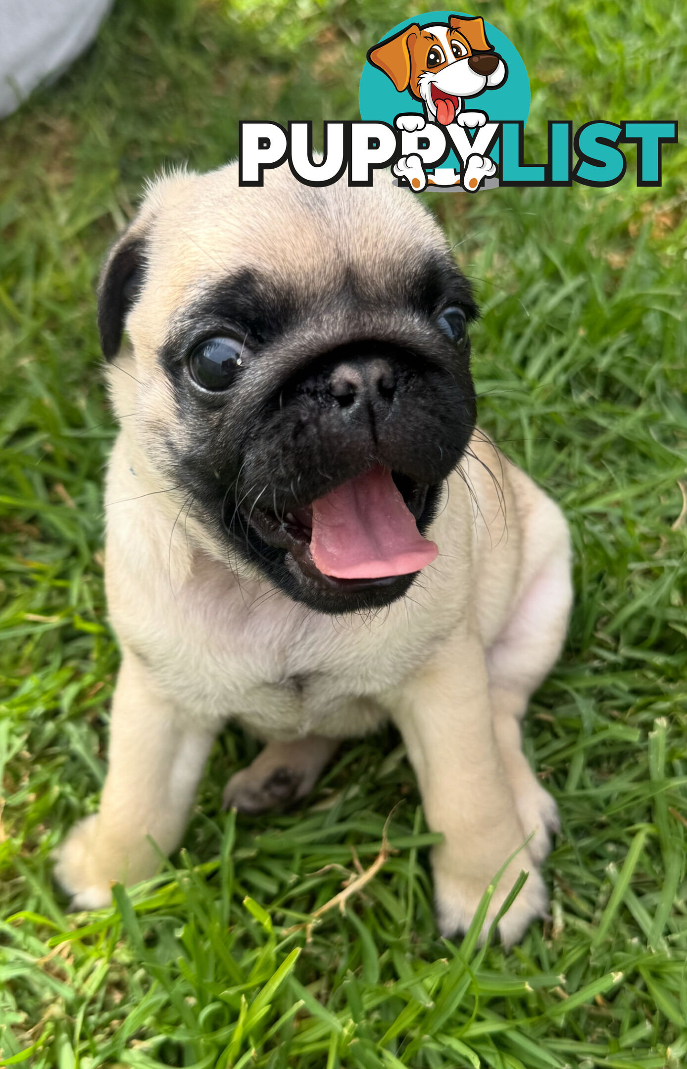 Pug Puppies