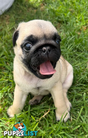 Pug Puppies