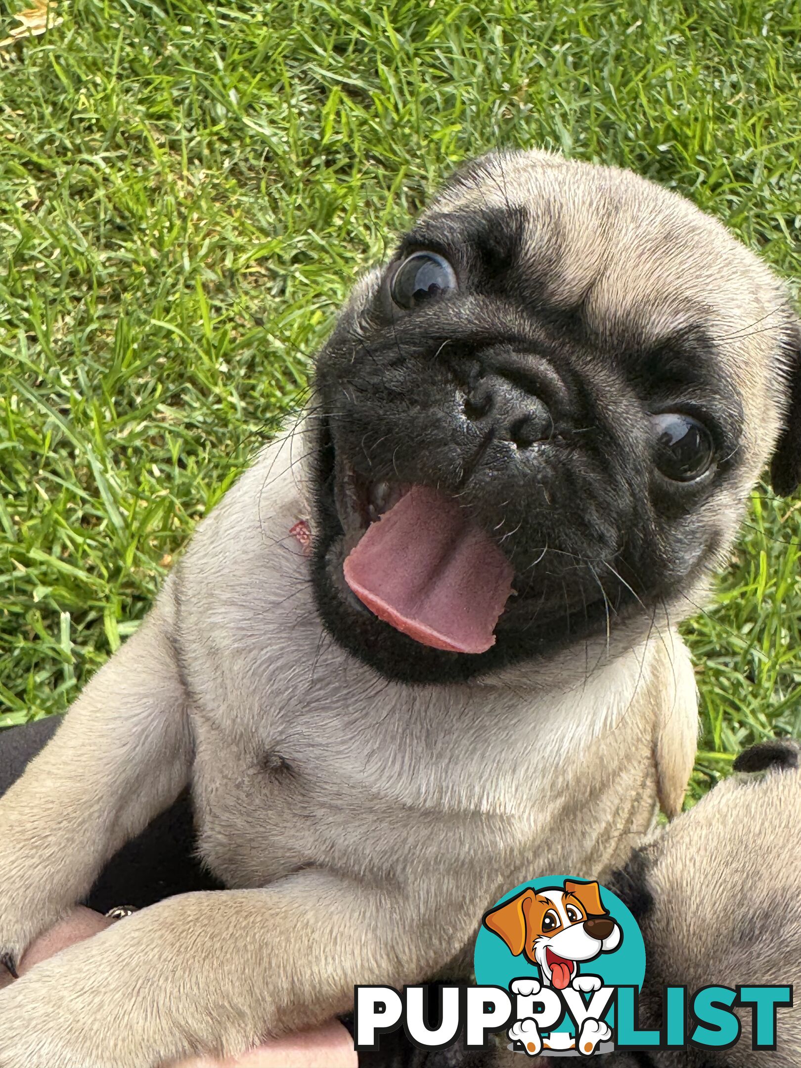 Pug Puppies