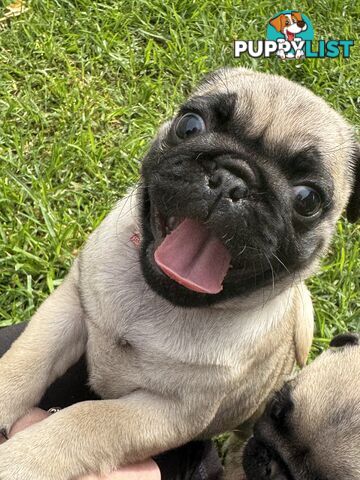 Pug Puppies