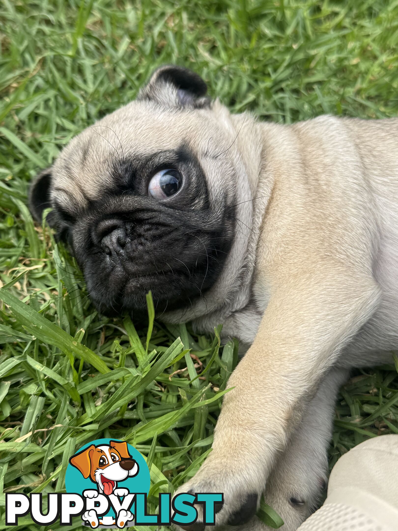 Pug Puppies