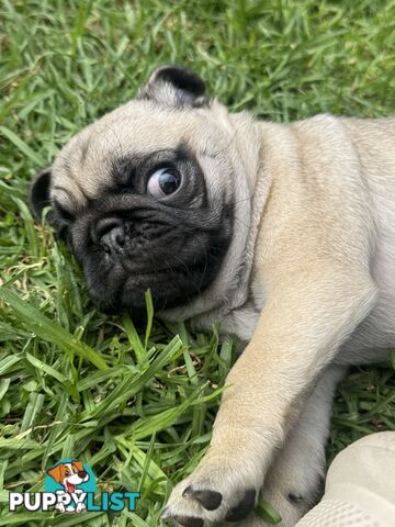 Pug Puppies