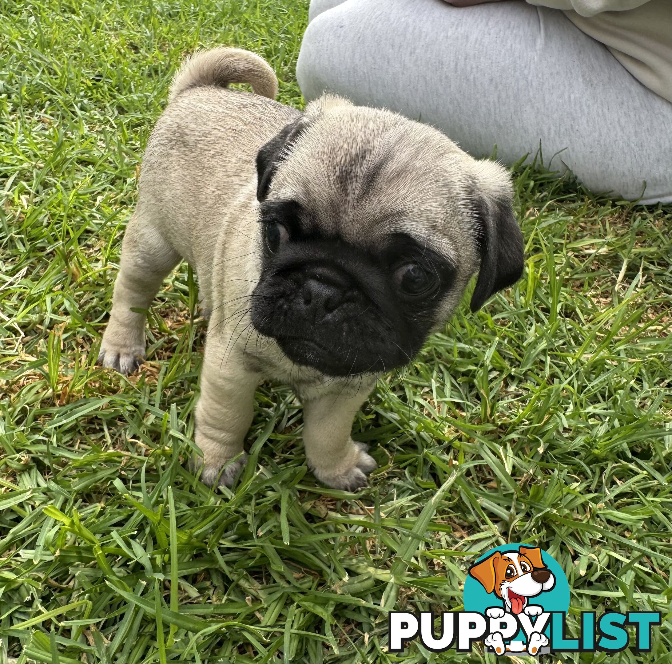 Pug Puppies