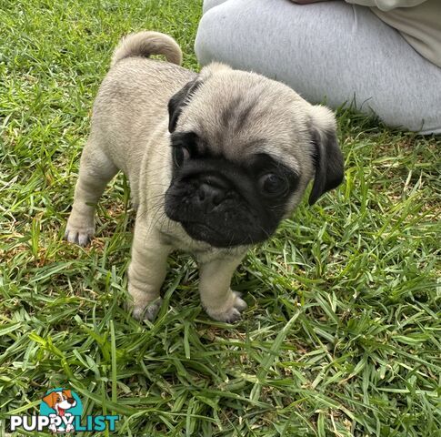 Pug Puppies