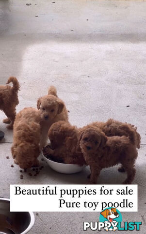 Pure toy poodle