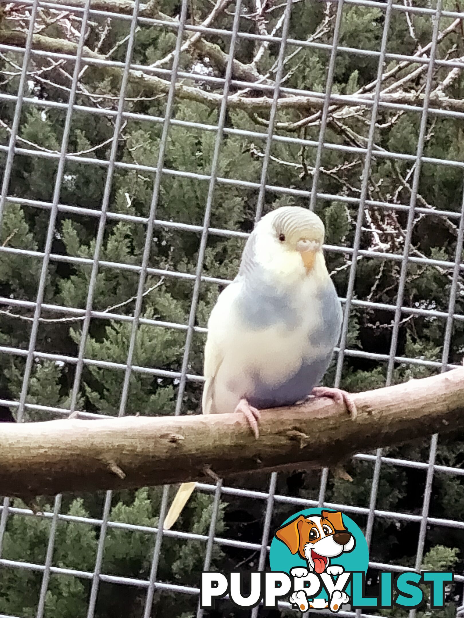Baby budgies
