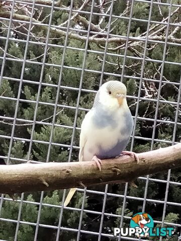 Baby budgies
