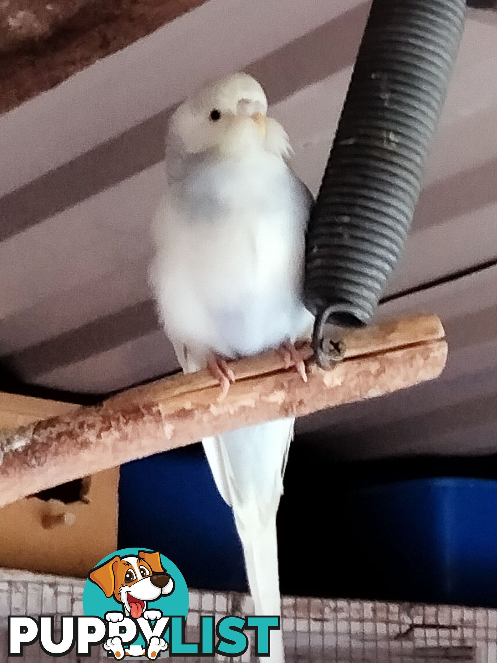 Baby budgies