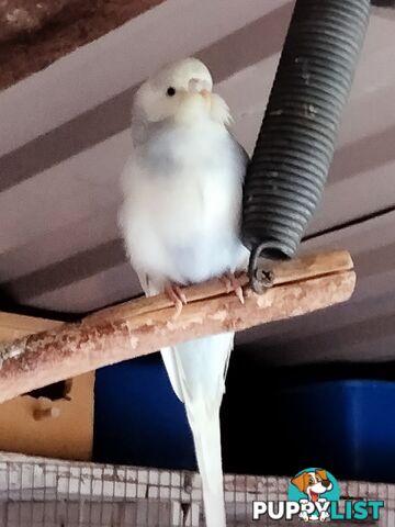 Baby budgies
