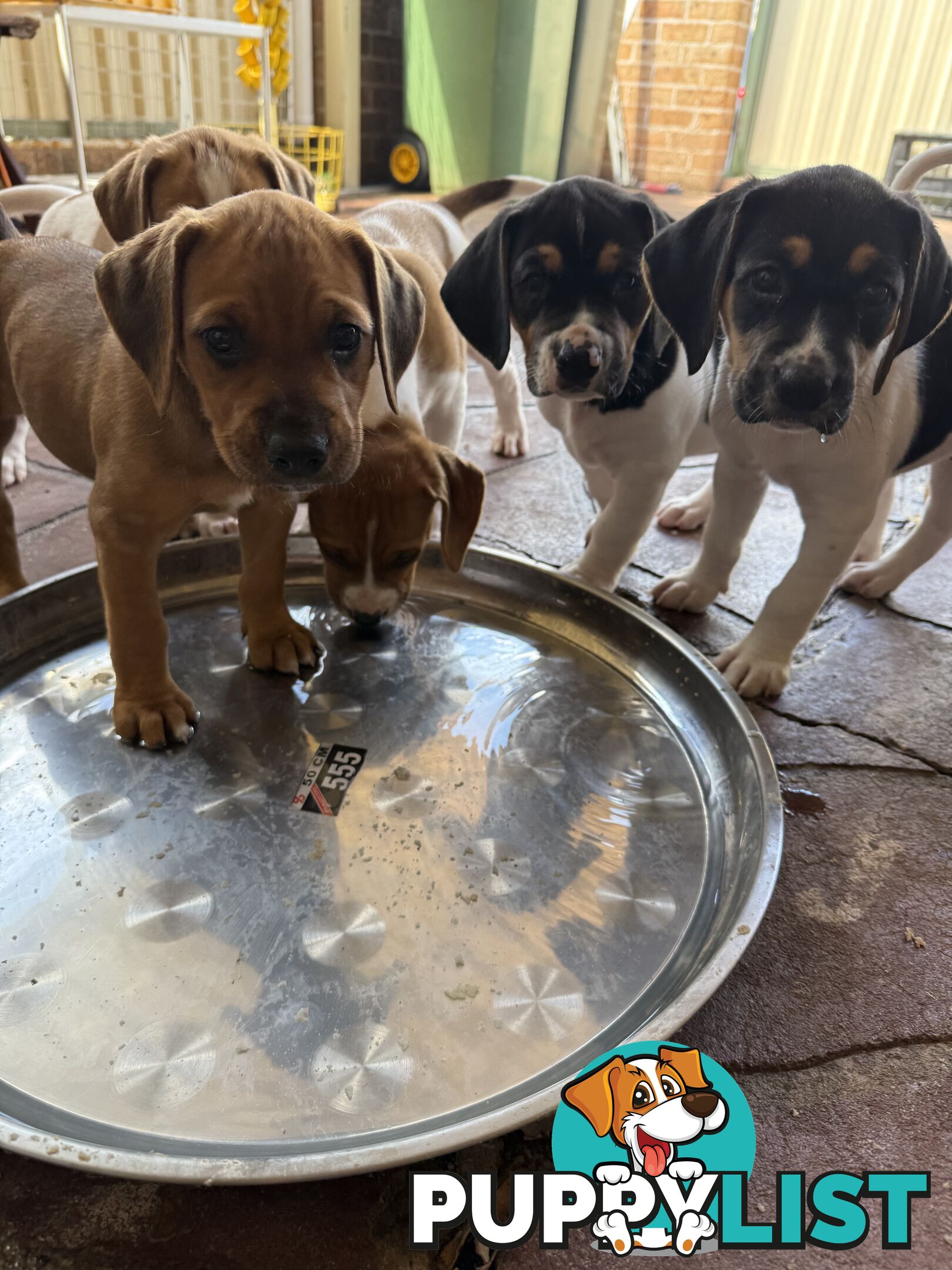 6 week old puppies