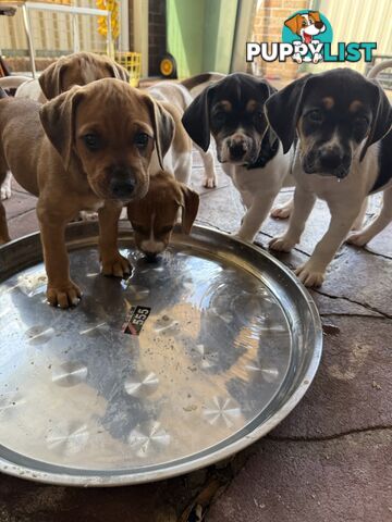 6 week old puppies