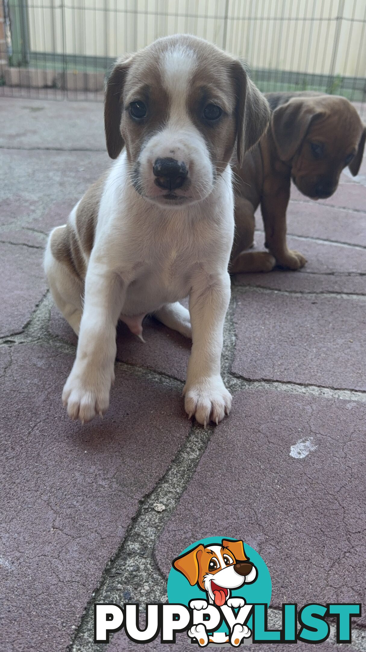 6 week old puppies