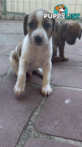 6 week old puppies