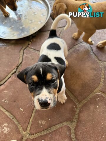 6 week old puppies