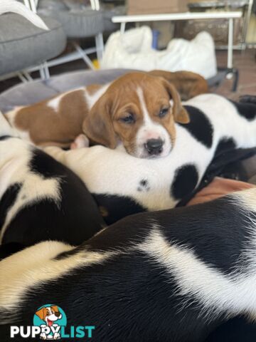 6 week old puppies