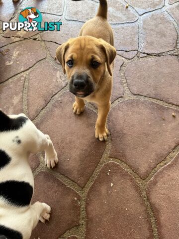 6 week old puppies