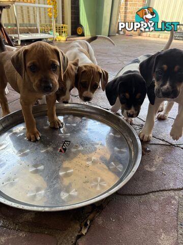 6 week old puppies