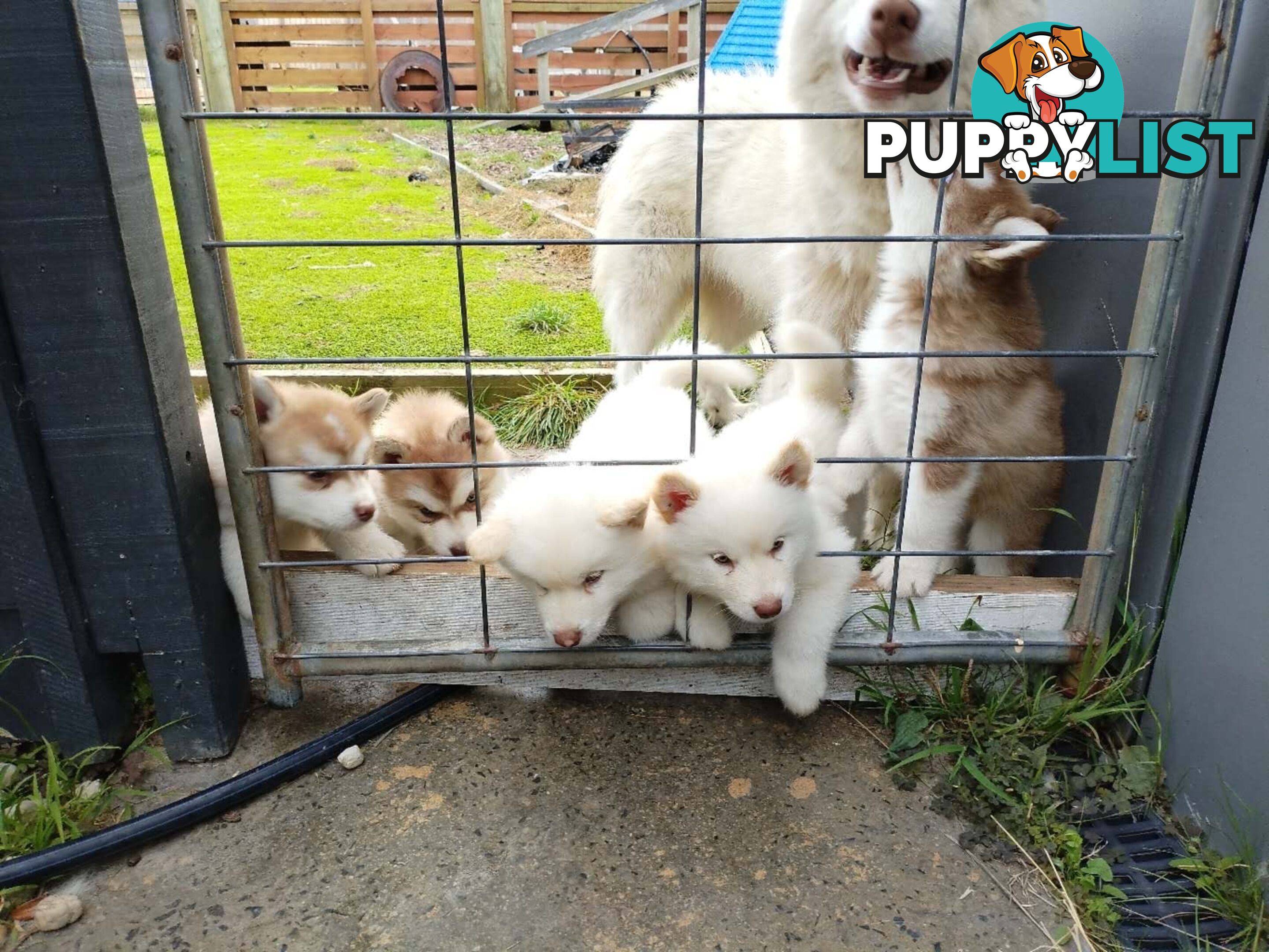 Alaskan Malamute