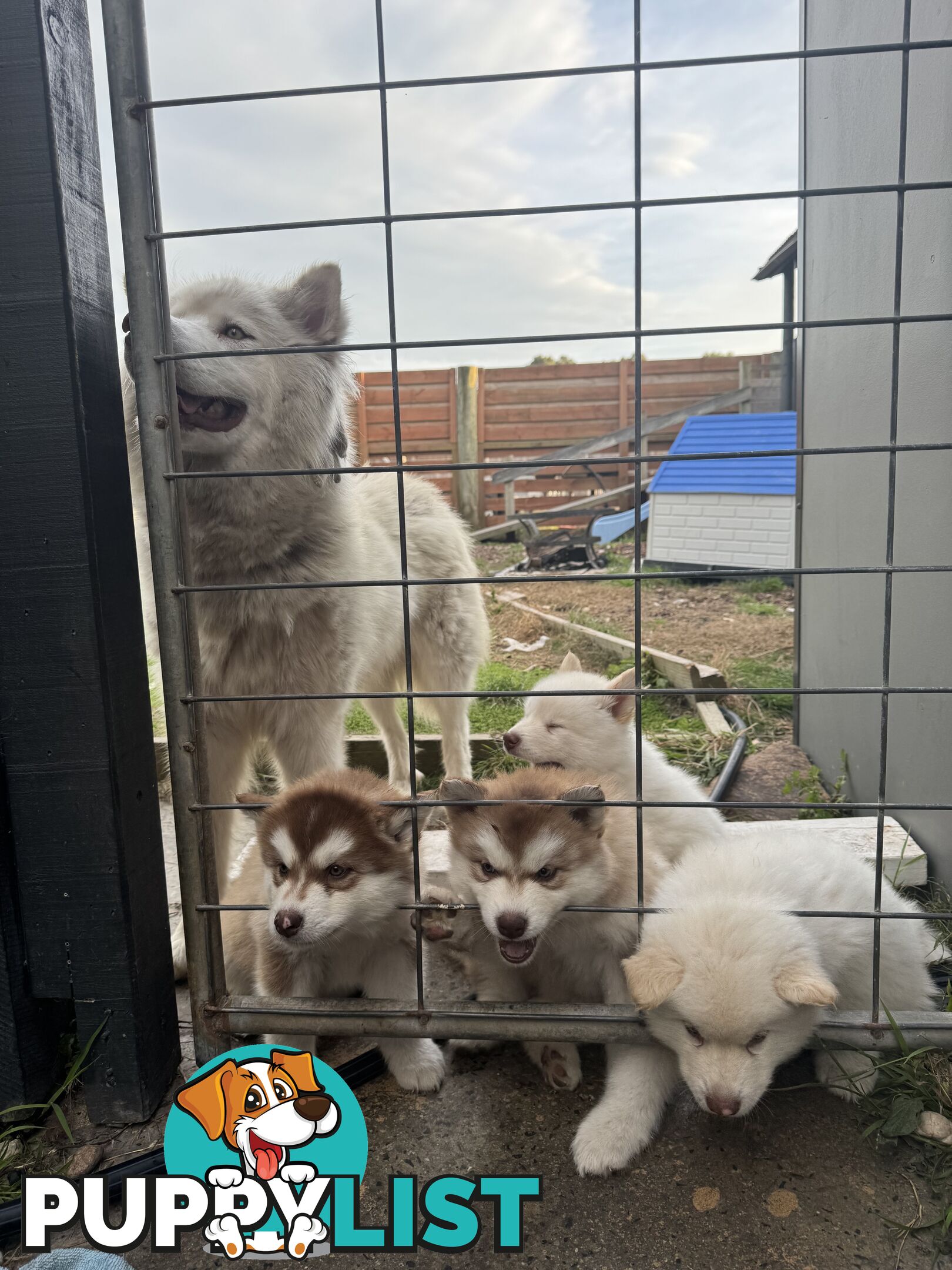 Alaskan Malamute