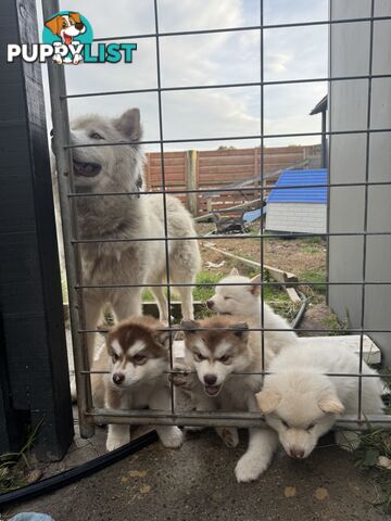 Alaskan Malamute
