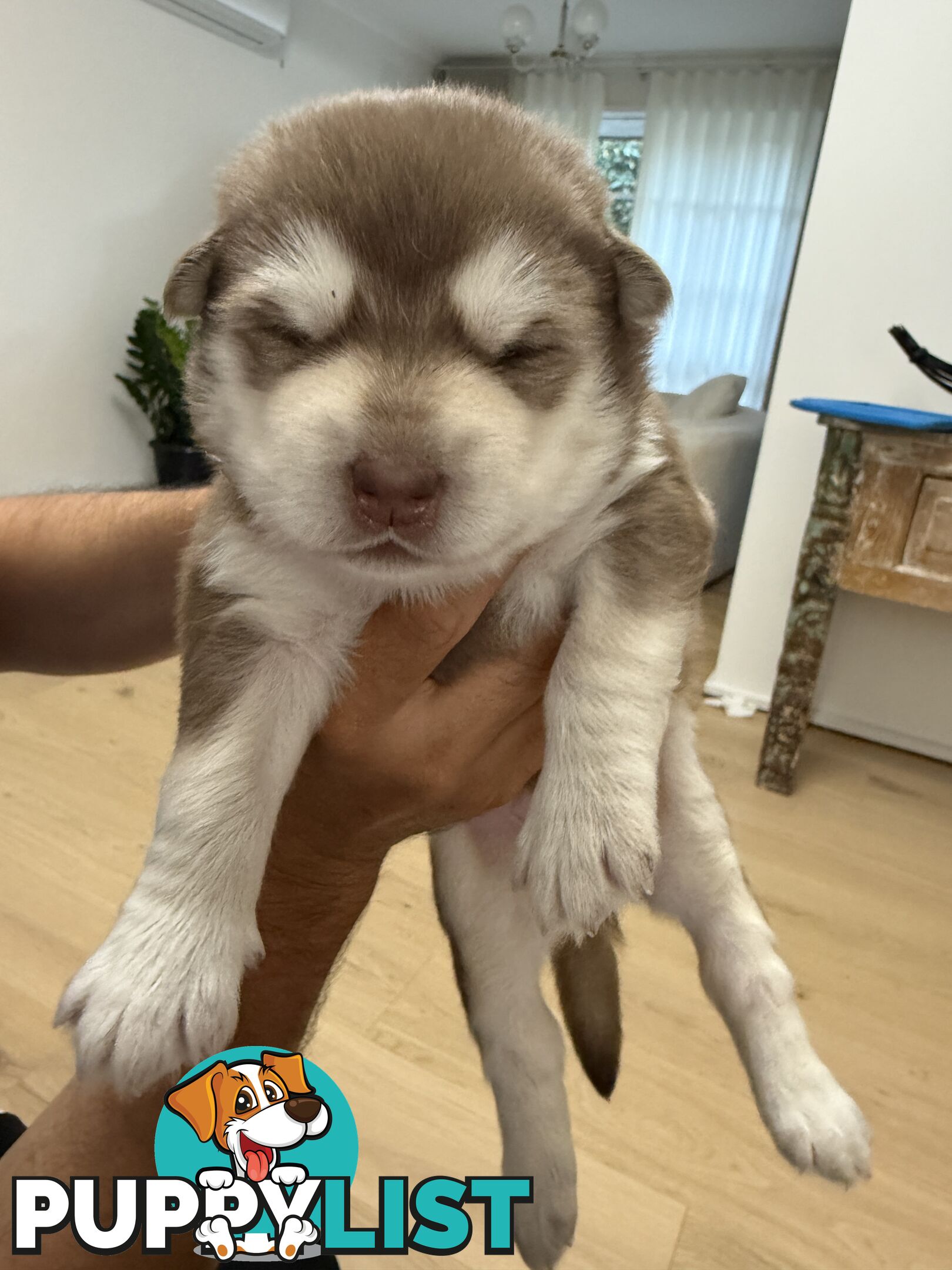 Alaskan Malamute