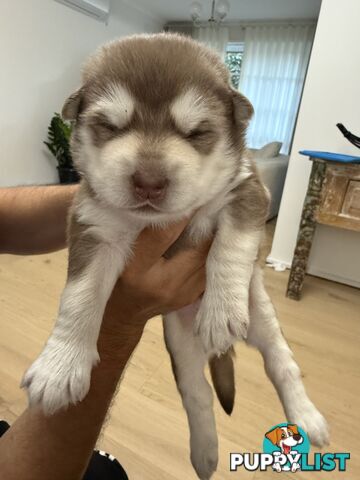 Alaskan Malamute