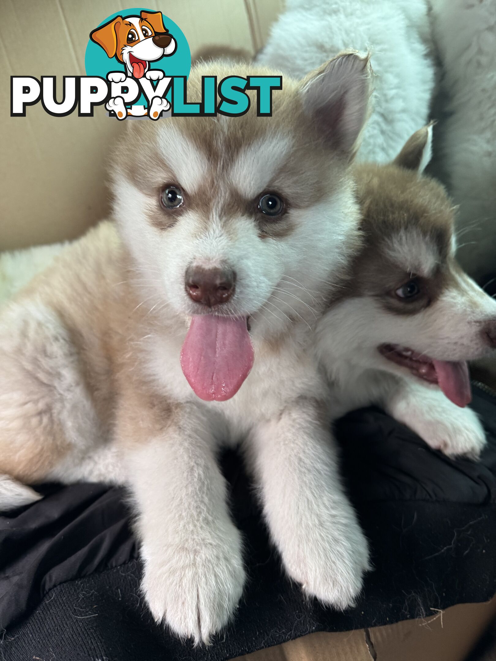 Alaskan Malamute