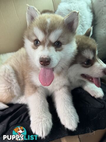 Alaskan Malamute