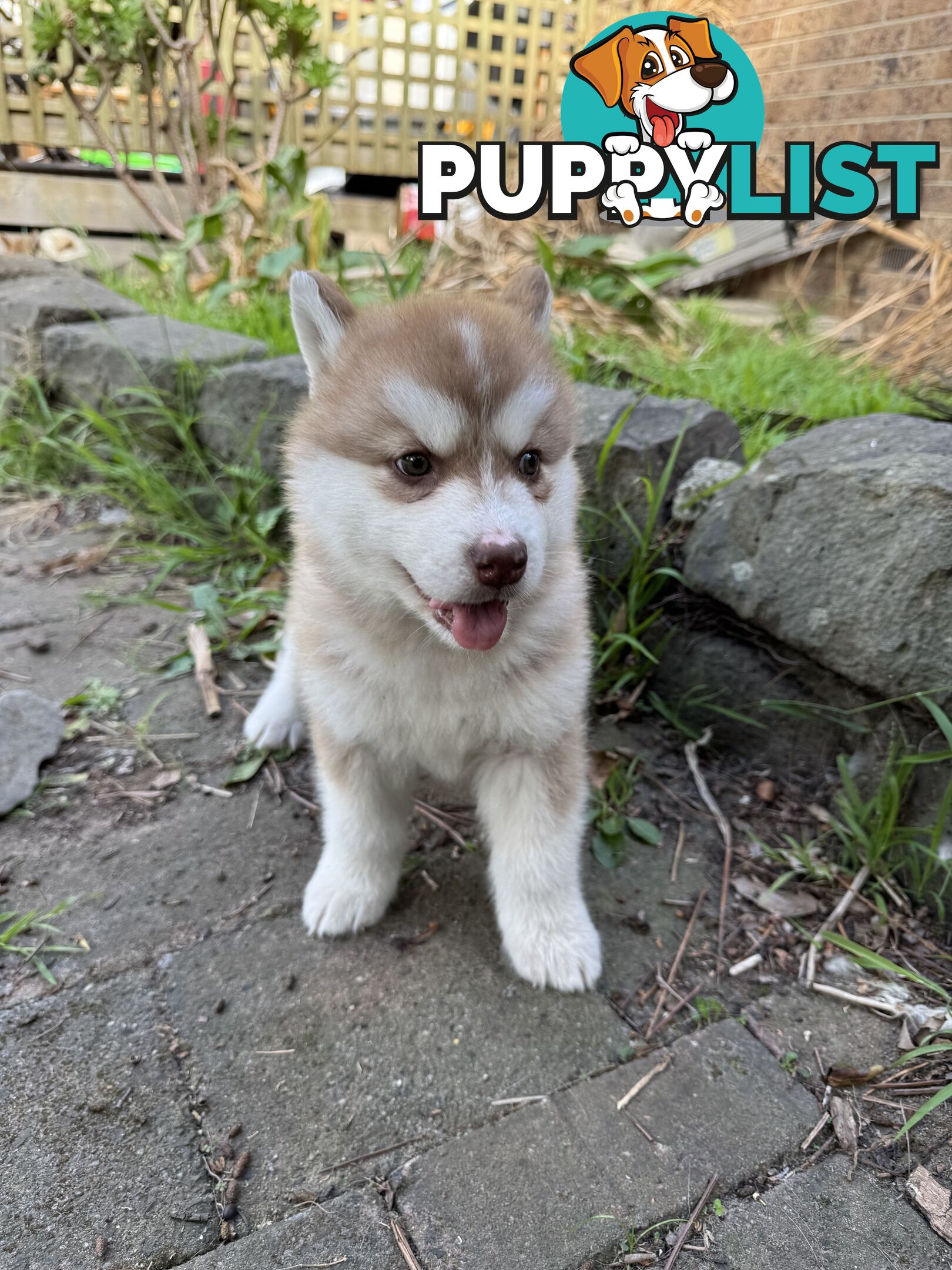 Alaskan Malamute