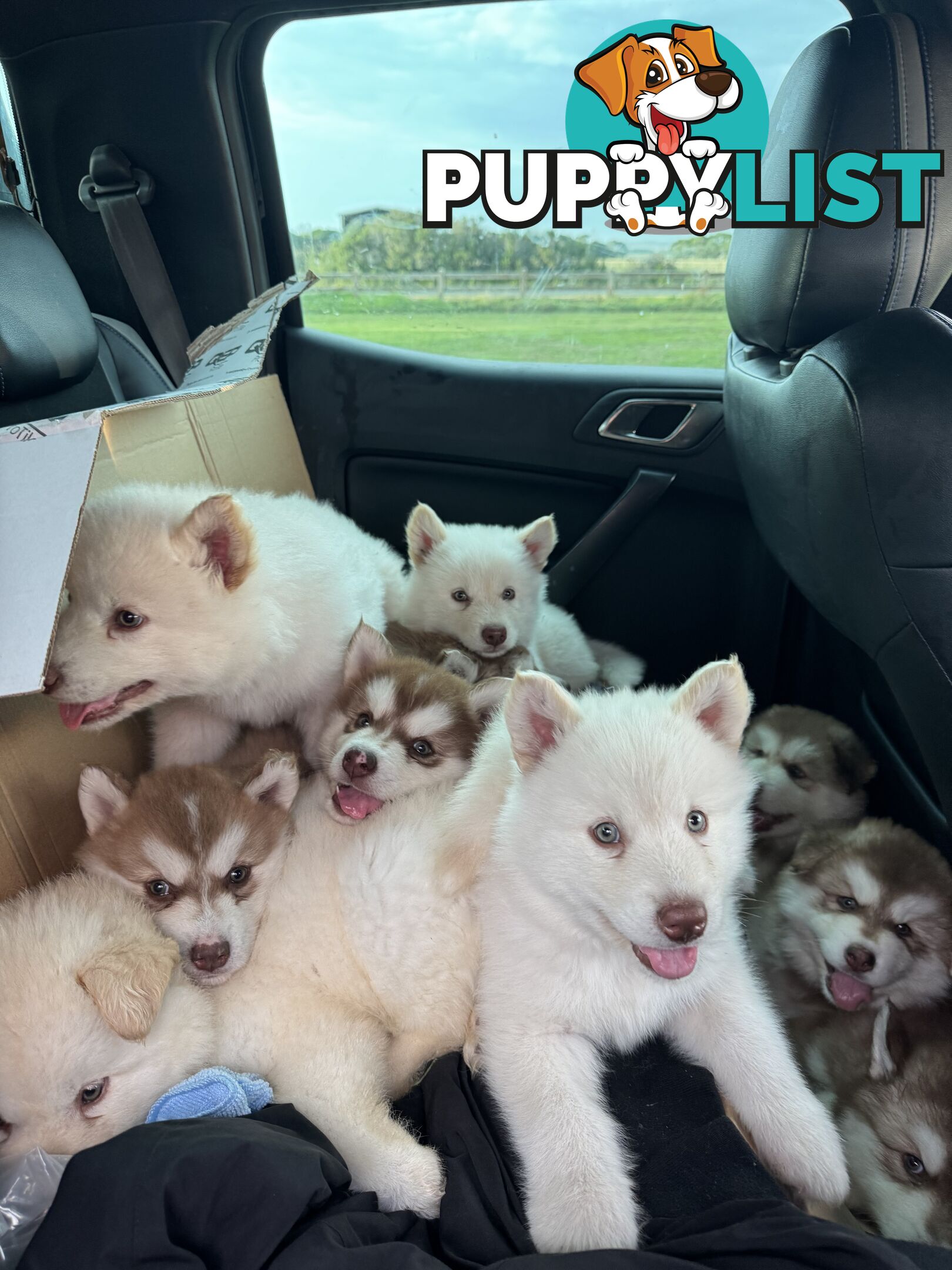Alaskan Malamute