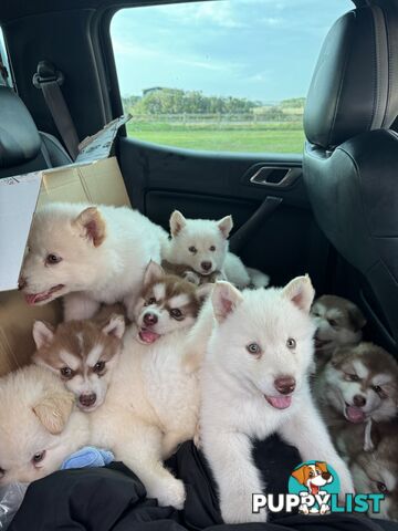Alaskan Malamute