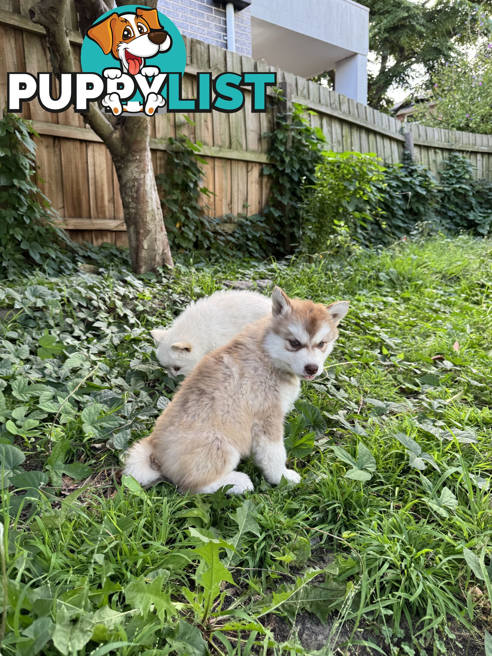 Alaskan Malamute