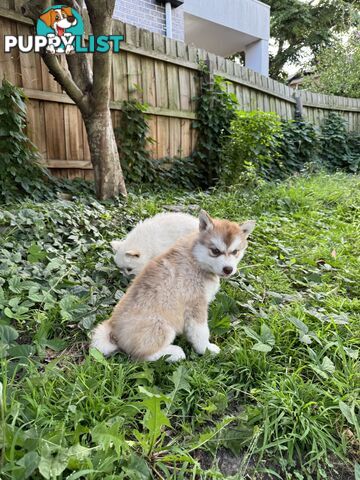 Alaskan Malamute
