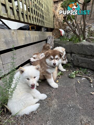 Alaskan Malamute