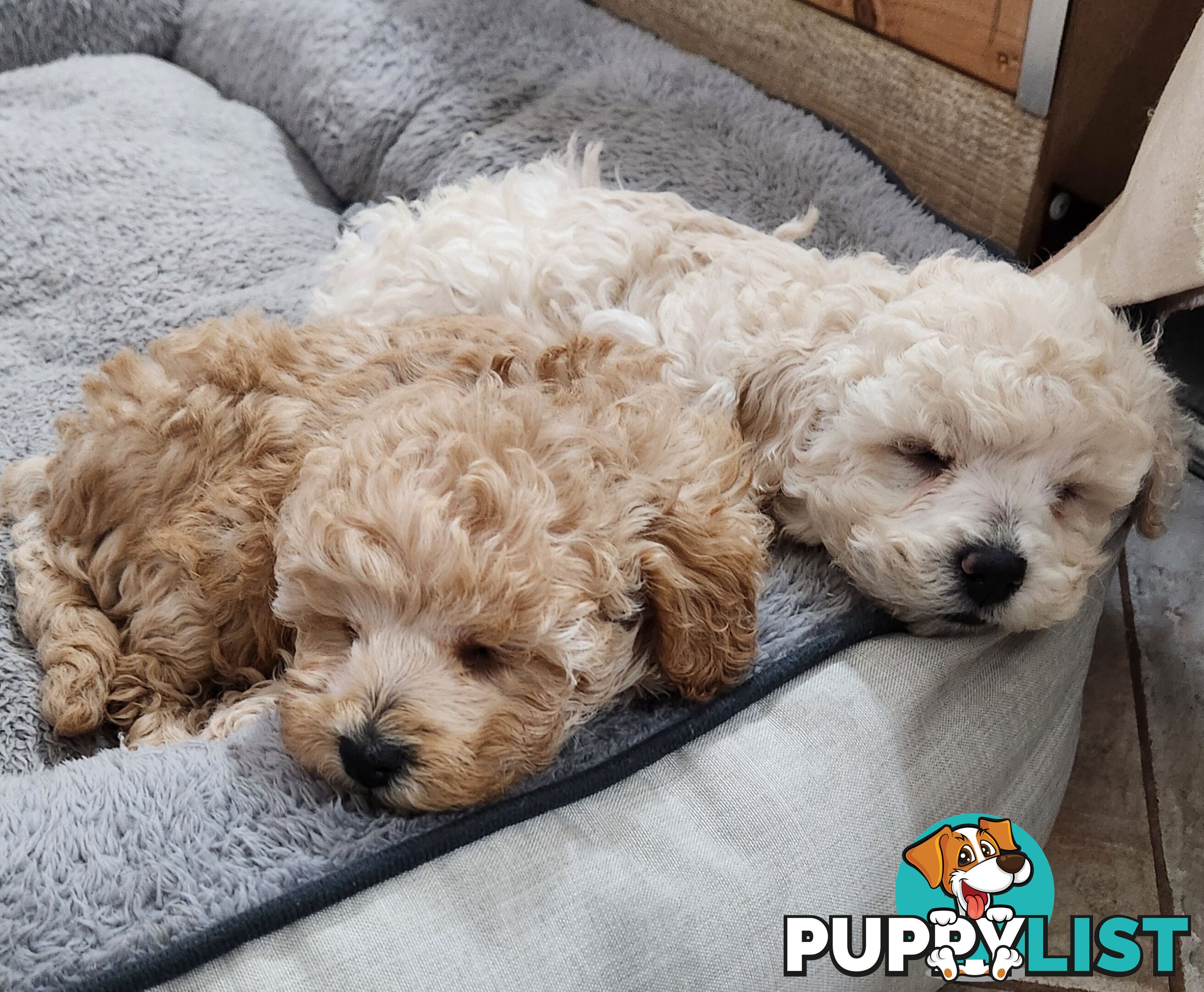 Pure Toy Poodle Puppies for sale