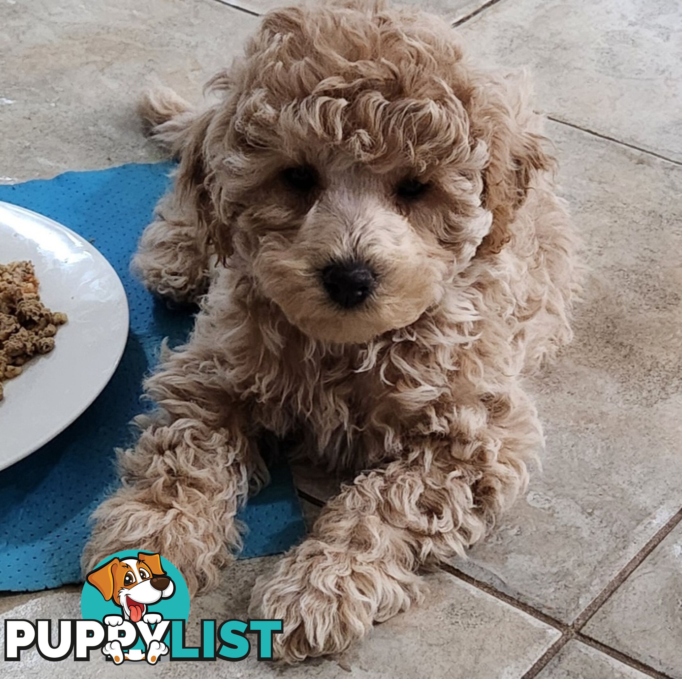 Pure Toy Poodle Puppies for sale