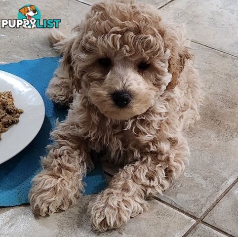 Pure Toy Poodle Puppies for sale