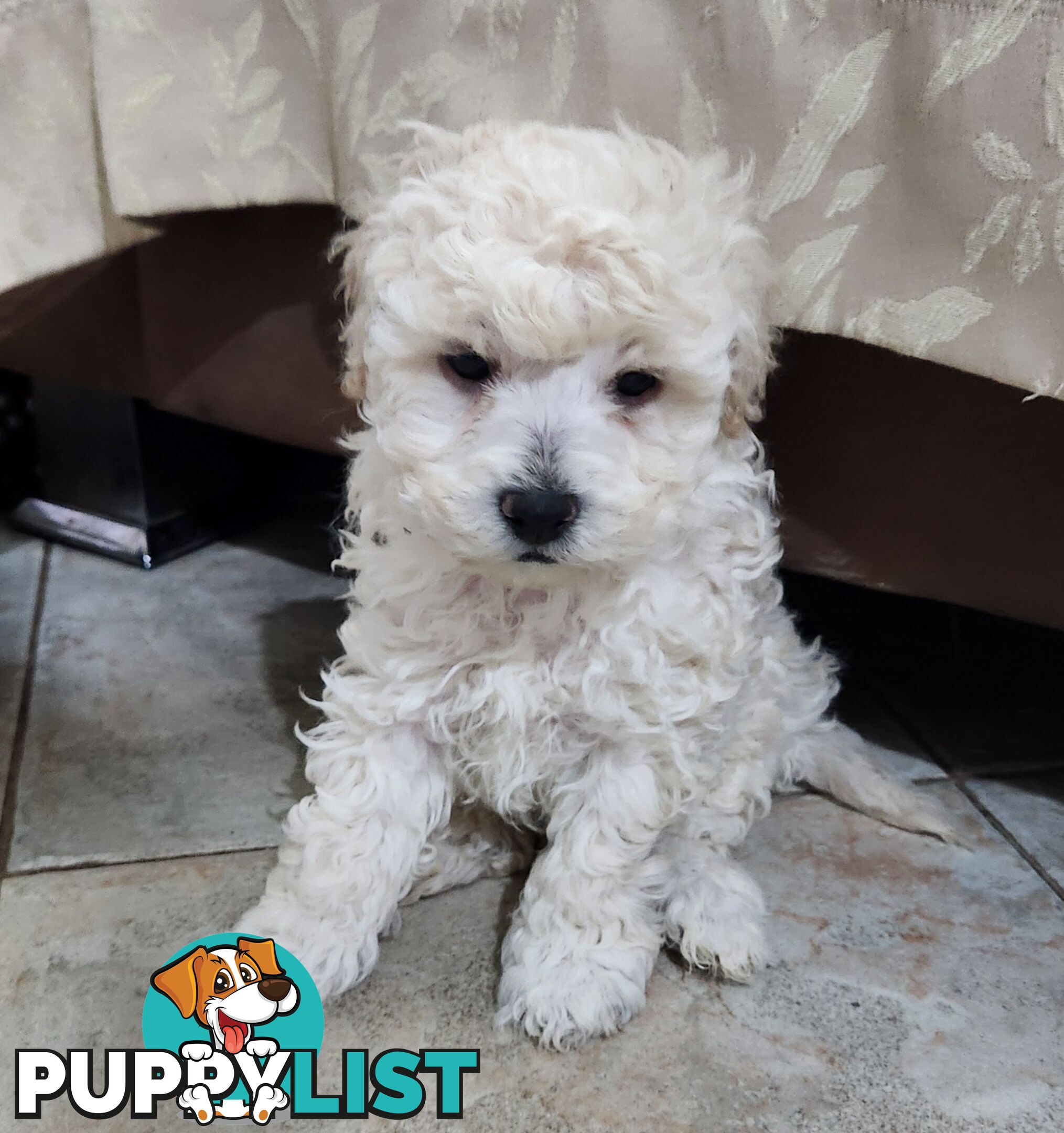 Pure Toy Poodle Puppies for sale