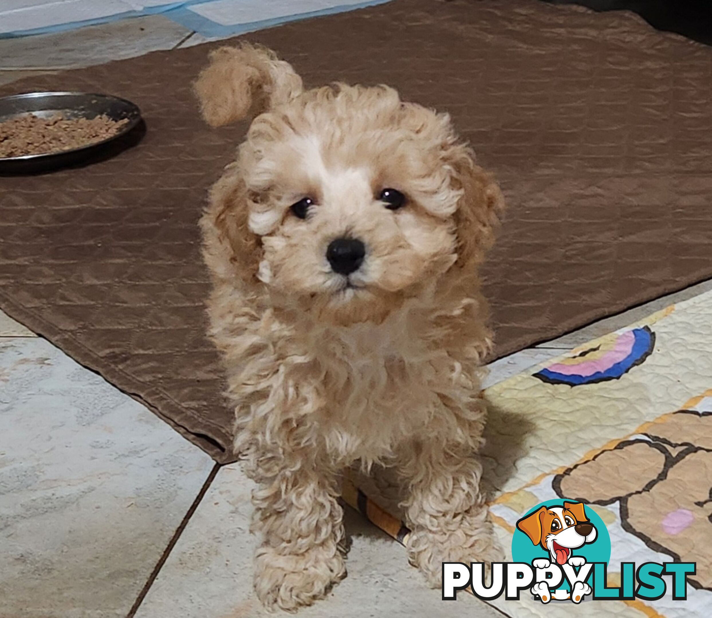 Pure Toy Poodle Puppies for sale