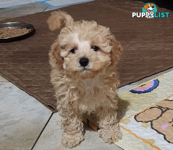 Pure Toy Poodle Puppies for sale