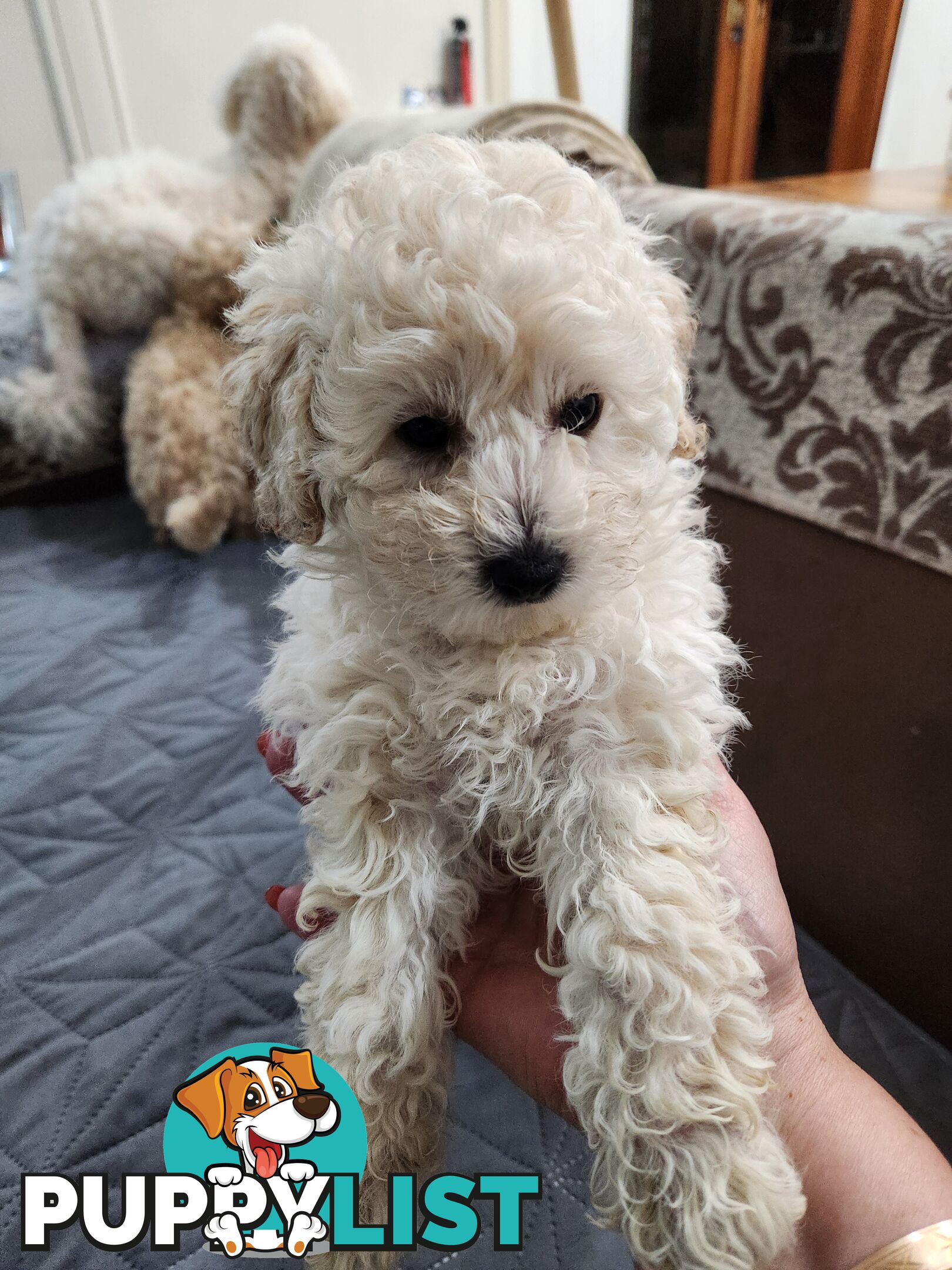 Pure Toy Poodle Puppies for sale